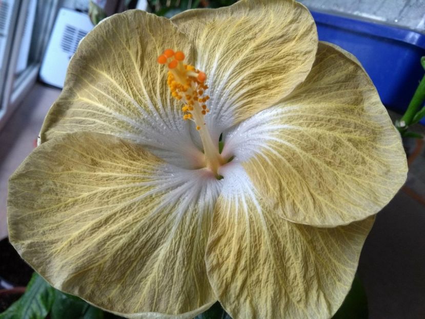 30826291_1929656313774474_1922319071_o - Tahitian Exotic Mustard