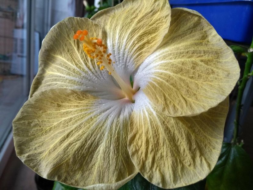 30849163_1929656533774452_528949916_o - Tahitian Exotic Mustard