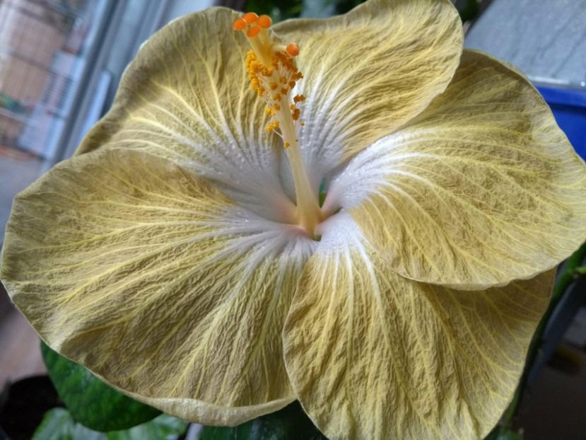 30922045_1929656030441169_1874552920_o - Tahitian Exotic Mustard