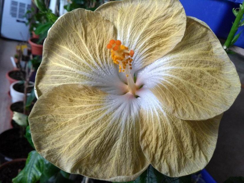 30954627_1929656033774502_198703171_o - Tahitian Exotic Mustard