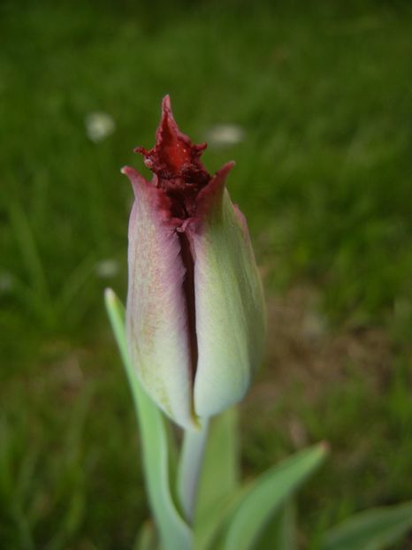 Tulipa Pacific Pearl (2018, April 17) - Tulipa Pacific Pearl