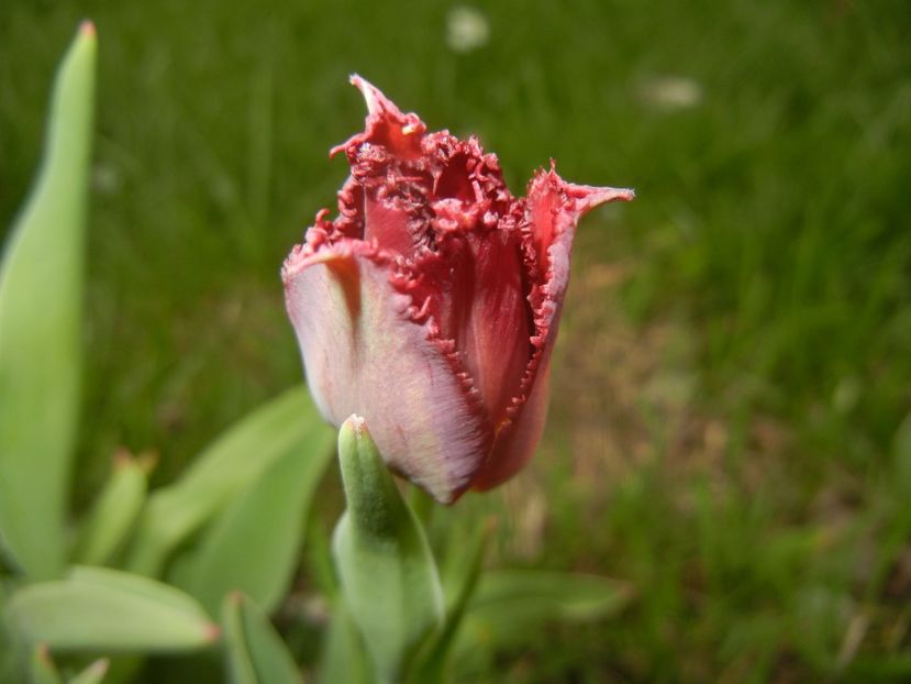 Tulipa Pacific Pearl (2018, April 17) - Tulipa Pacific Pearl