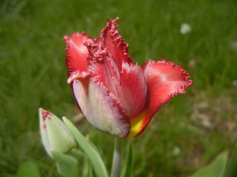 Tulipa Pacific Pearl (2018, April 17) - Tulipa Pacific Pearl