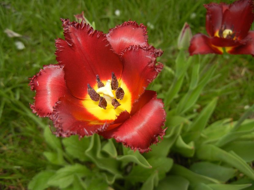 Tulipa Pacific Pearl (2018, April 18) - Tulipa Pacific Pearl