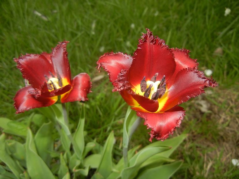 Tulipa Pacific Pearl (2018, April 18) - Tulipa Pacific Pearl