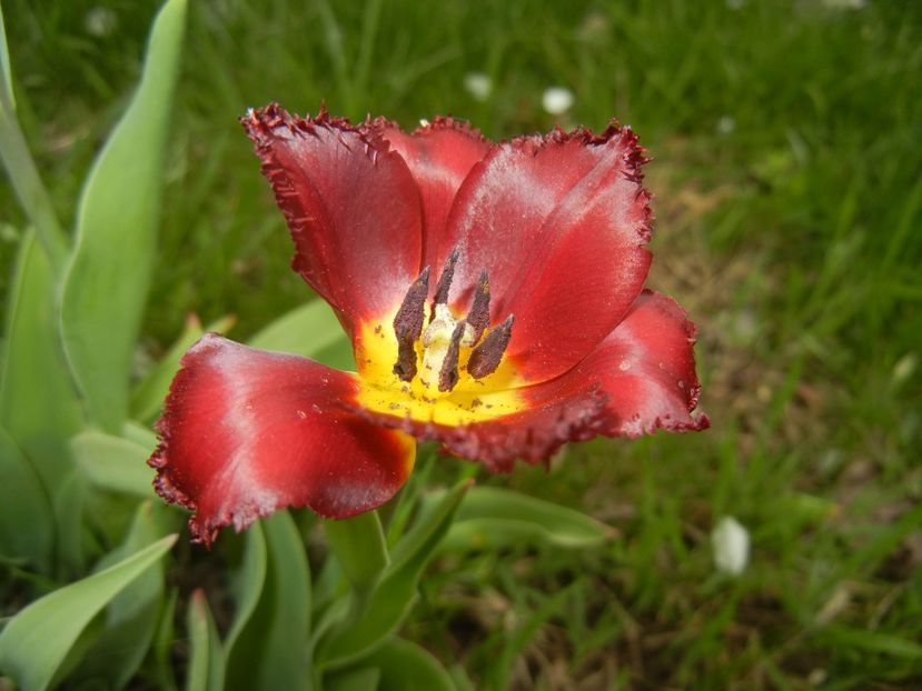 Tulipa Pacific Pearl (2018, April 18) - Tulipa Pacific Pearl