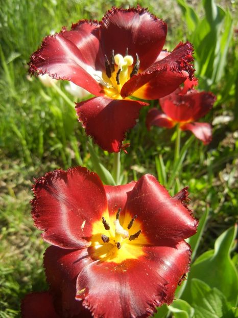 Tulipa Pacific Pearl (2018, April 21) - Tulipa Pacific Pearl