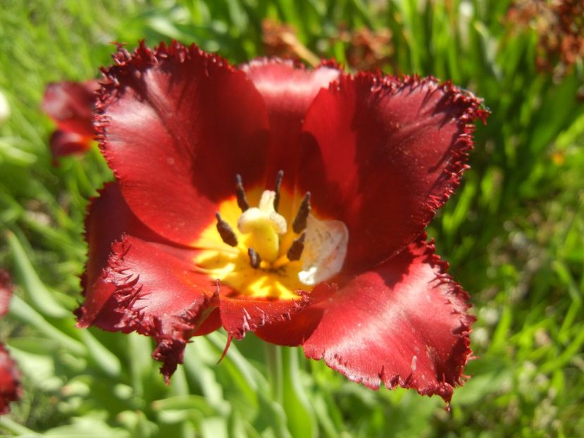 Tulipa Pacific Pearl (2018, April 21) - Tulipa Pacific Pearl