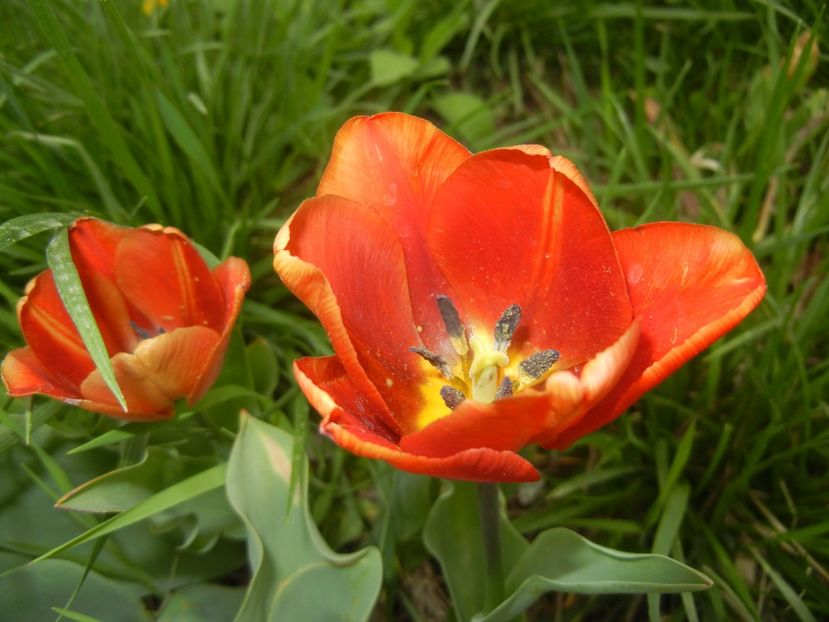 Tulipa Cairo (2018, April 18) - Tulipa Cairo