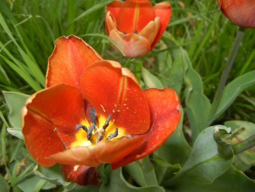 Tulipa Cairo (2018, April 18) - Tulipa Cairo