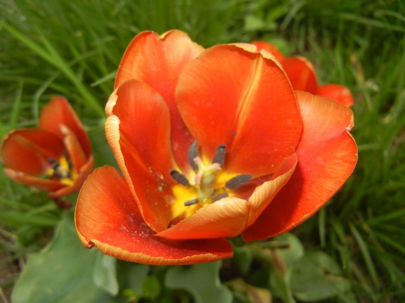 Tulipa Cairo (2018, April 18) - Tulipa Cairo