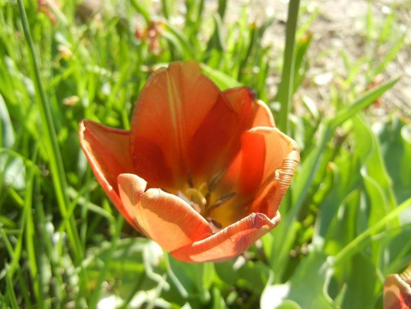 Tulipa Cairo (2018, April 21) - Tulipa Cairo