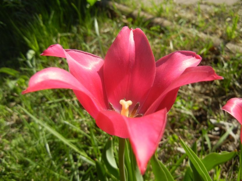 Tulipa Pimpernel (2018, April 21) - Tulipa Pimpernel