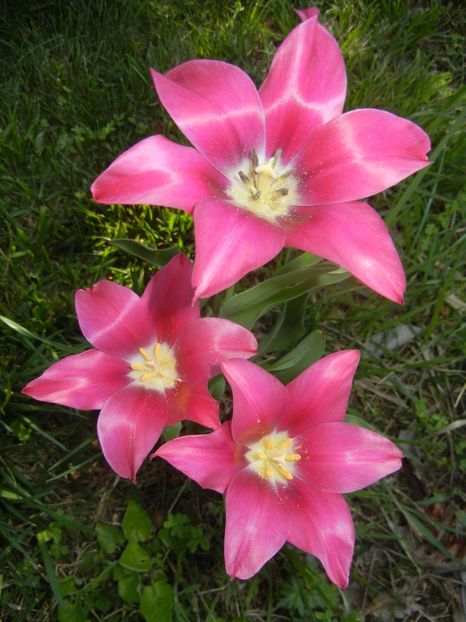 Tulipa Pimpernel (2018, April 23) - Tulipa Pimpernel