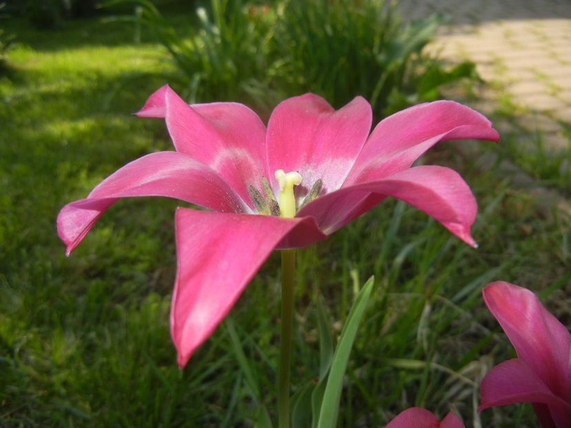 Tulipa Pimpernel (2018, April 23) - Tulipa Pimpernel