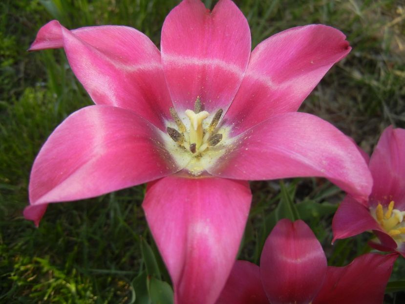 Tulipa Pimpernel (2018, April 23) - Tulipa Pimpernel