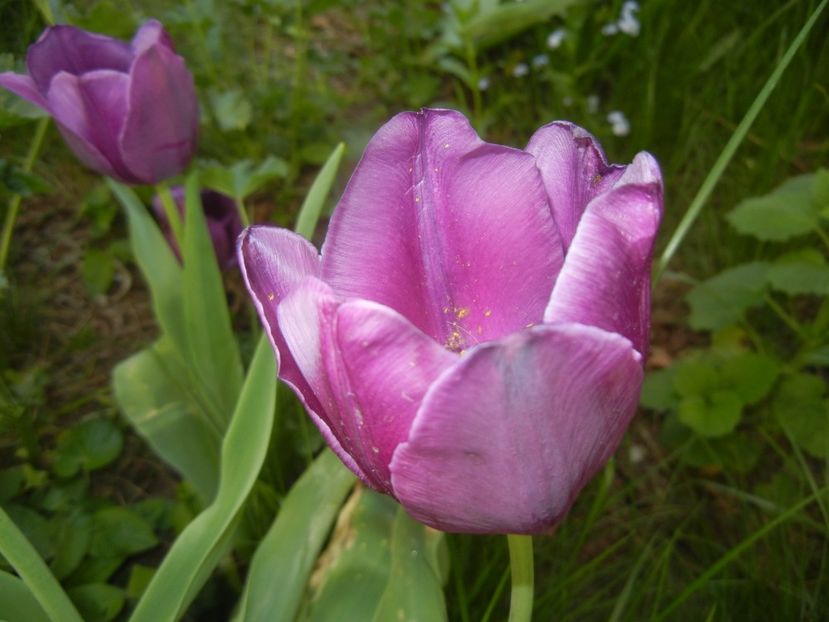 Tulipa Purple Flag (2018, April 21) - Tulipa Purple Flag