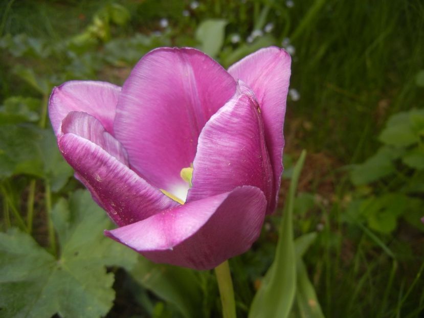 Tulipa Purple Flag (2018, April 21) - Tulipa Purple Flag