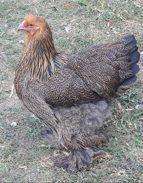 Gaina 2017 - B__Brahma Potarnichiu