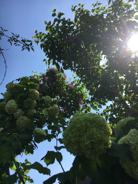 A0DBF131-9420-4A7C-9E21-15811136A0CD - Arbuști 2018