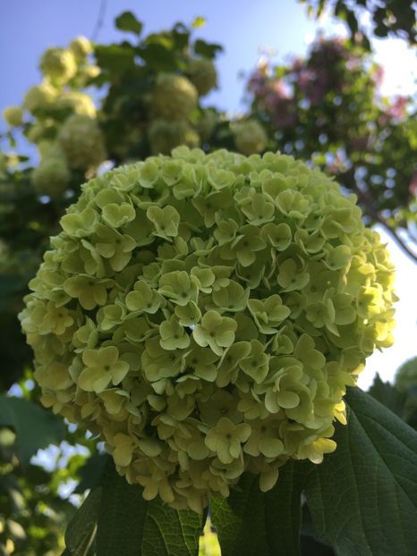 1453BC62-3067-49A3-905E-A559EFC11657 - Arbuști 2018