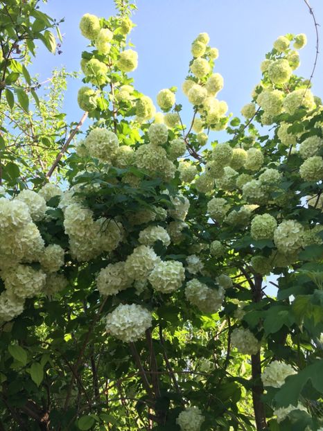 C0B165F2-B296-45C2-BC65-6D4FA535C81C - Arbuști 2018