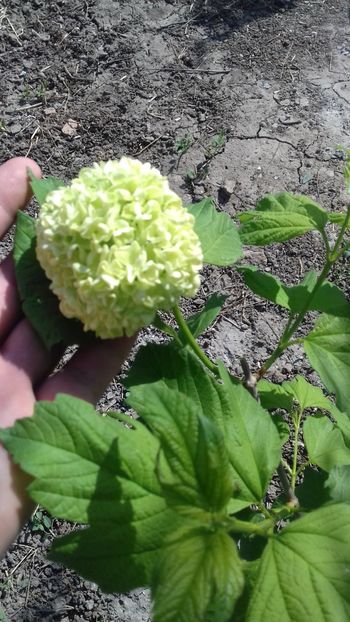 Bulgaras --liliac - Plante 2018