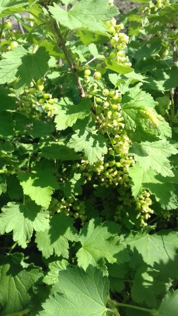 Coacăz rosu - Plante 2018