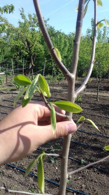 Paw paw - Plante 2018
