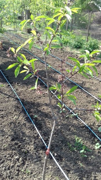Alt soi de migdal - Plante 2018