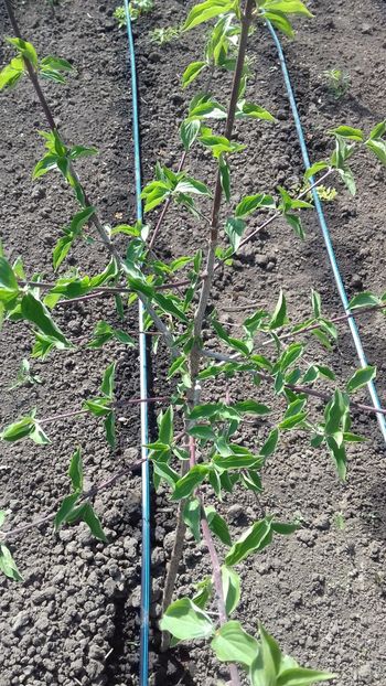 Corn - Plante 2018