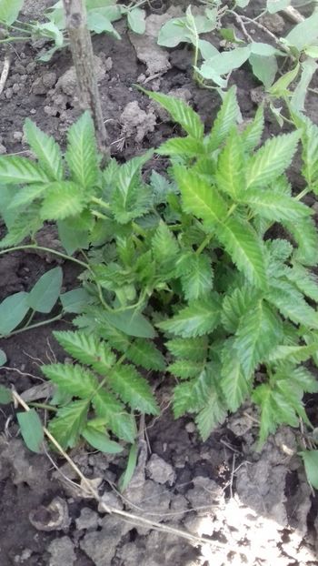 Capsuna-zmeura - Plante 2018