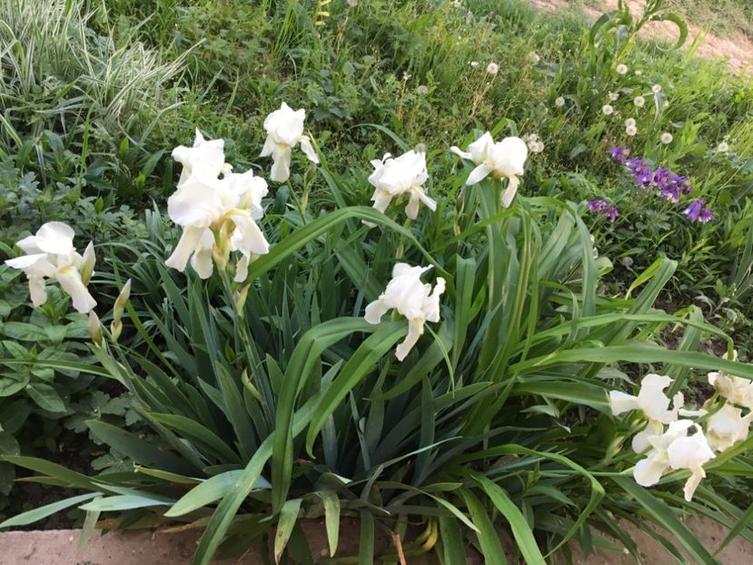 A1360981-F180-4D7B-942E-4BB9A03986DF - Iriși 2018