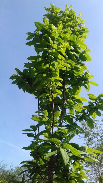 Mosmon - Plante 2018