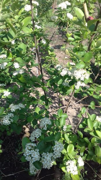Aronia - Plante 2018