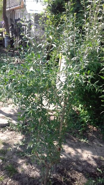 Goji - Plante 2018