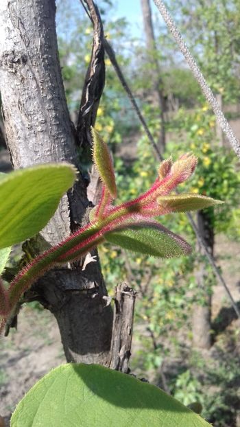 Kiwi - Plante 2018
