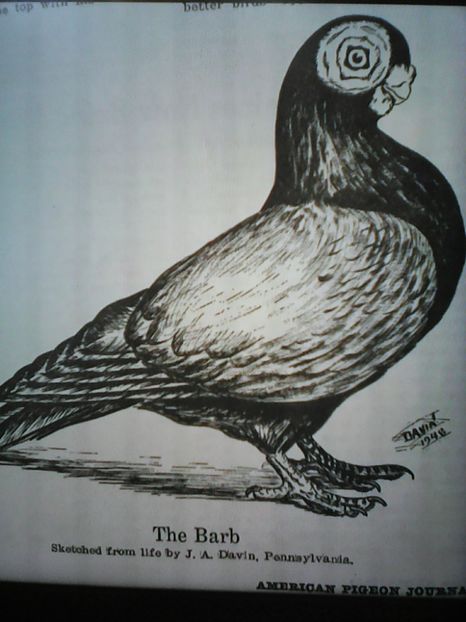 BARB  schita  DARVIN  1849  USA - B E R B E R I  ---    BARBS  PIGEONS