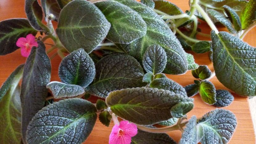 received_1748075625306566 - EPISCII