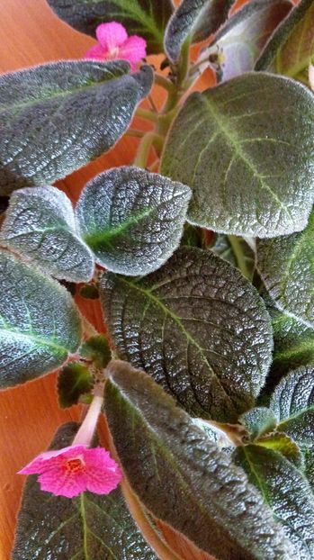 received_1748075678639894 - EPISCII