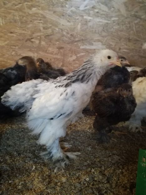  - Pui de brahma cochi si faverolls 2018