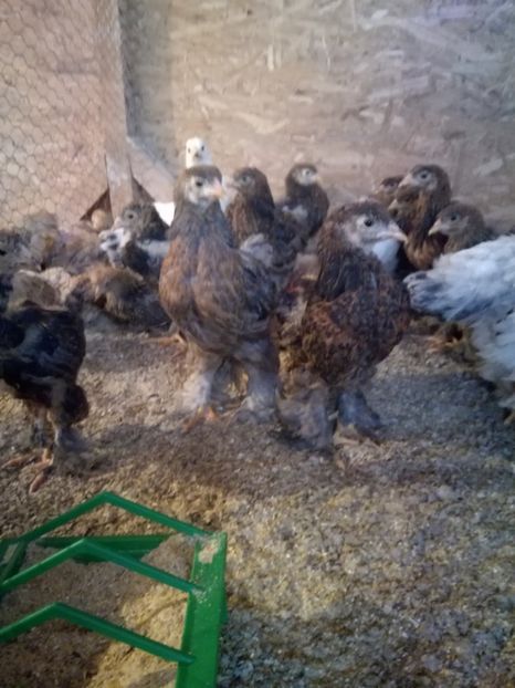  - Pui de brahma cochi si faverolls 2018