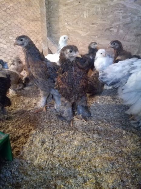  - Pui de brahma cochi si faverolls 2018