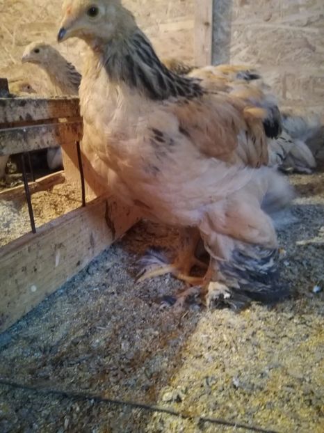  - Pui de brahma cochi si faverolls 2018