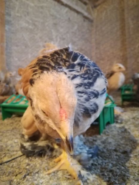  - Pui de brahma cochi si faverolls 2018