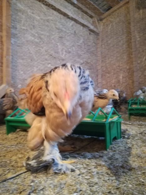  - Pui de brahma cochi si faverolls 2018