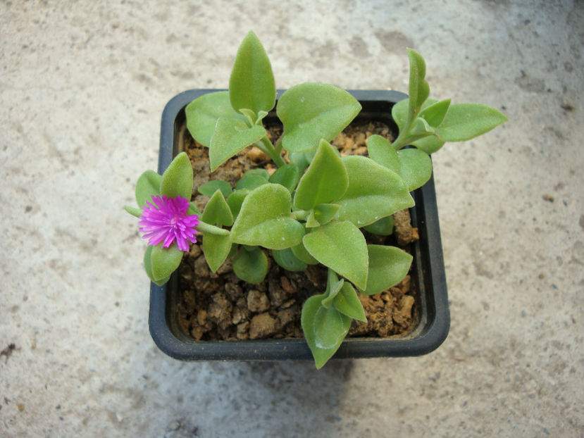Mesembryanthemum lancifolium (L.Bolus) Klak. 2007. - Genul Mesembryanthemum