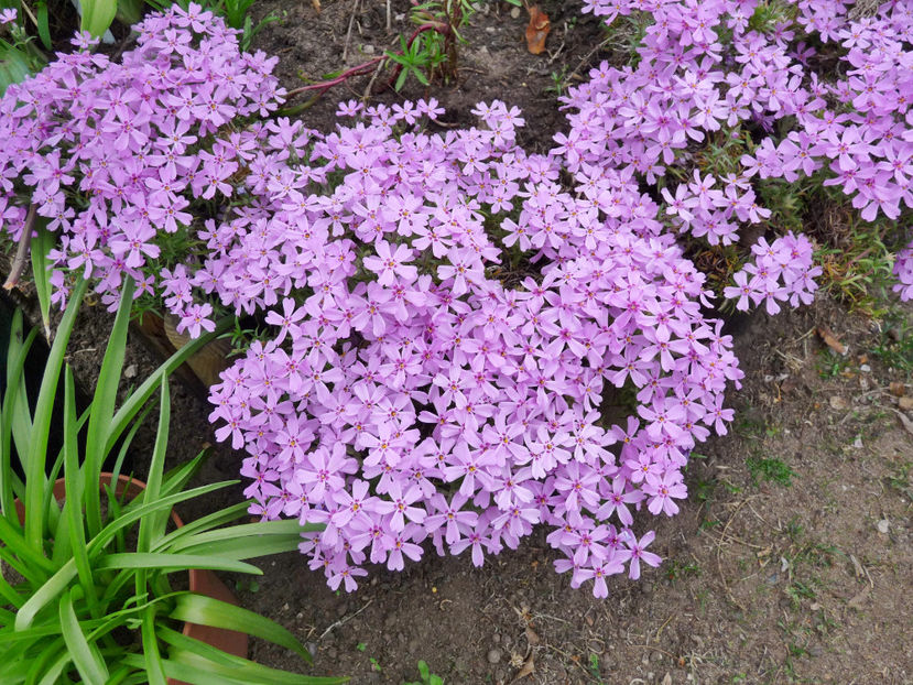  - Phlox - brumarele