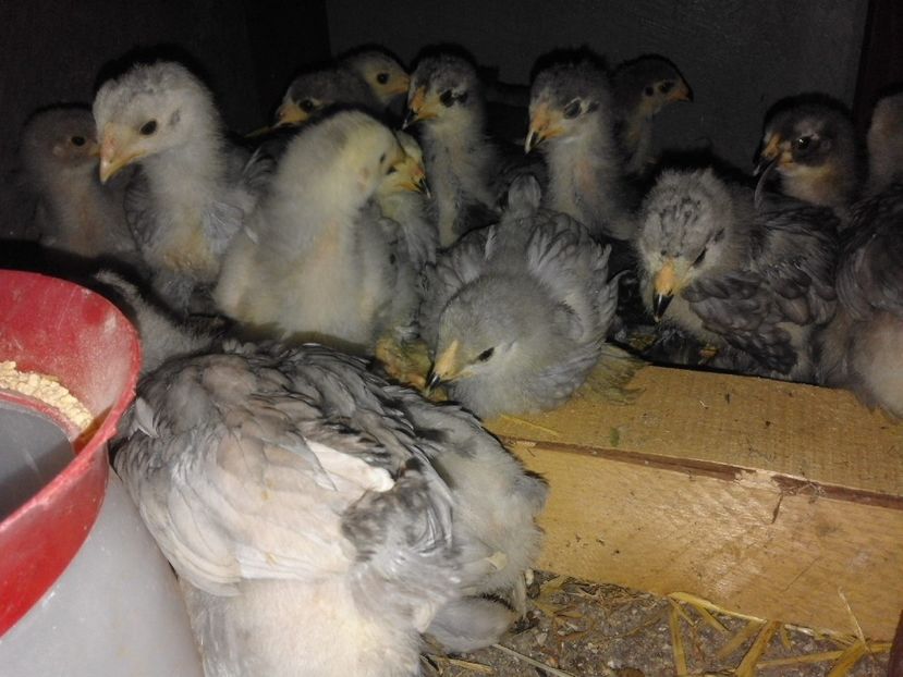 18422091_1911281765781321_5127207454775291693_o - VAND OUA BRAHMA ALBASTRU 2018