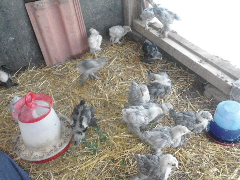 18489944_1911816419061189_6140932985562440838_o - VAND OUA BRAHMA ALBASTRU 2018